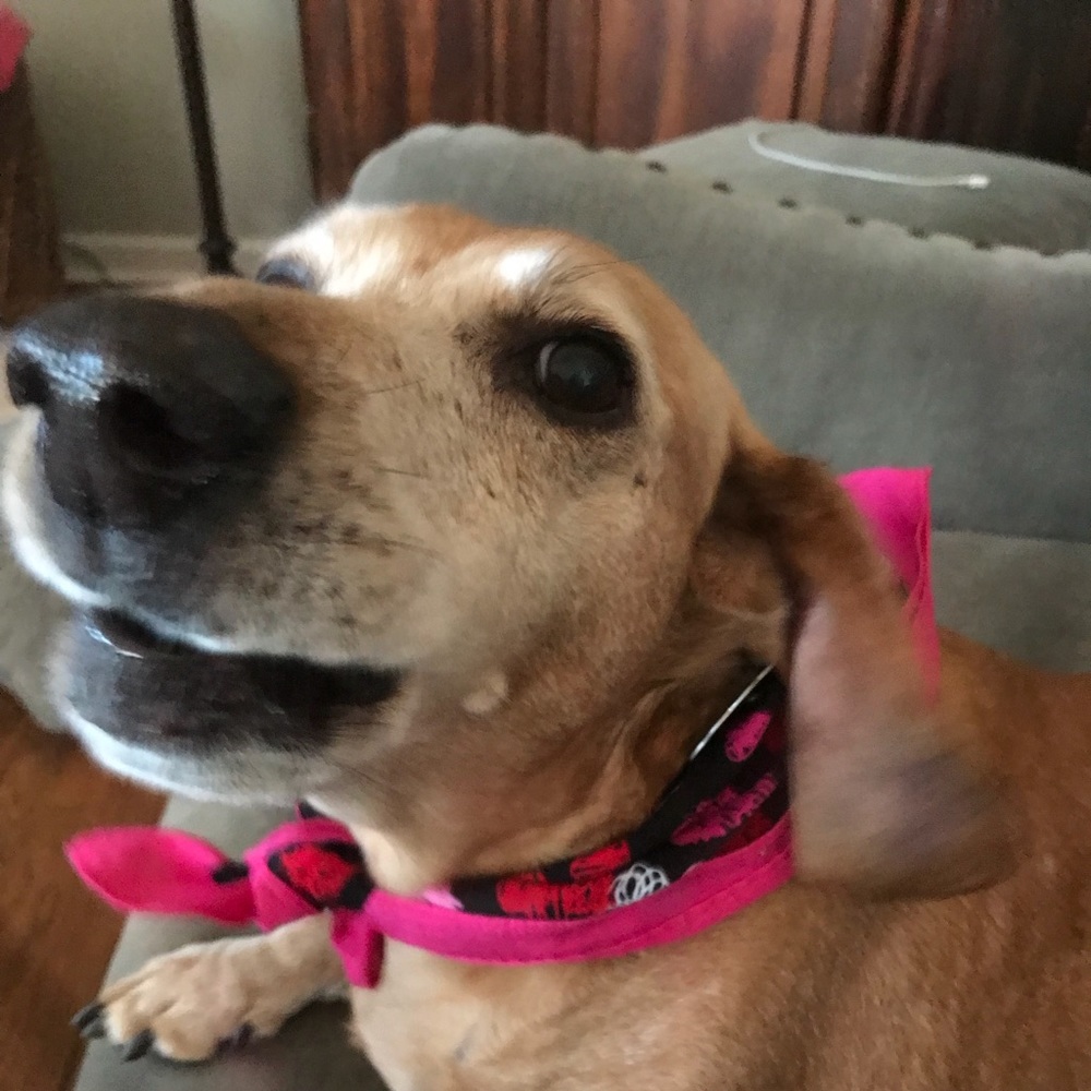 Meet your Posher, Paula